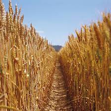 Désherbage blé et Herbicides anti graminées pour le blé